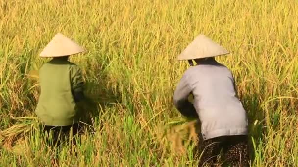 Les agriculteurs récoltent le riz dans un champ — Video