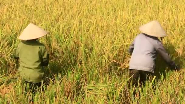 Agricultores cosechan arroz en un campo — Vídeo de stock