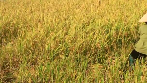 Agricultores cosechan arroz en un campo — Vídeos de Stock