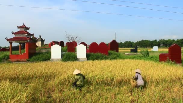 Agricultores cosechan arroz en un campo — Vídeos de Stock