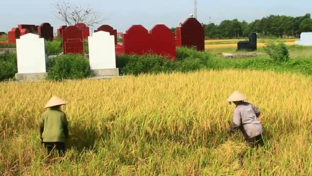Agricultores colhem arroz em um campo — Vídeo de Stock