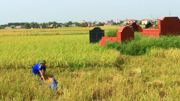 Agricultores cosechan arroz en un campo — Vídeo de stock