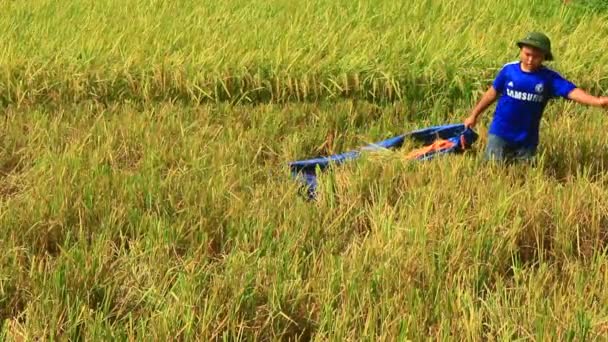 Agricultores cosechan arroz en un campo — Vídeos de Stock