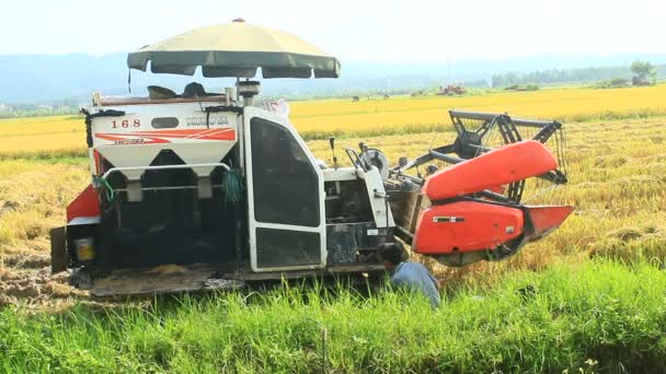 Agricultores cosechando arroz en los campos por máquina — Vídeos de Stock