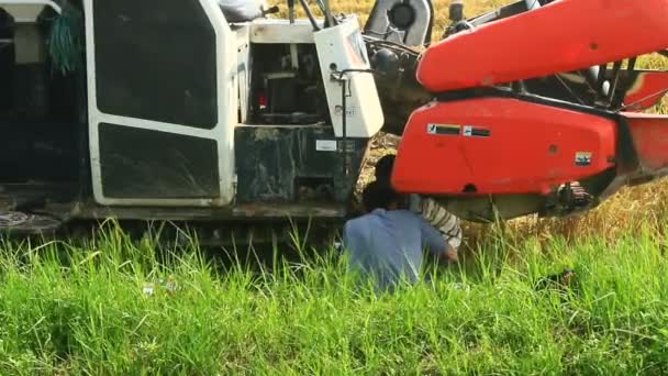 Boeren oogsten rijst in de velden door machine — Stockvideo