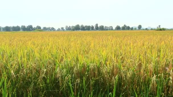 Altın pirinç alan ve gökyüzü — Stok video