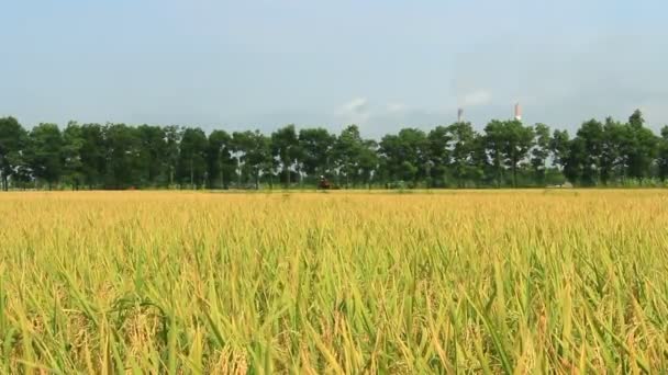 rizière dorée et ciel 