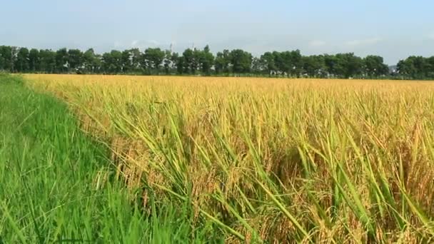 Campo di riso dorato e cielo — Video Stock