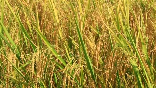 Campo de arroz dorado y cielo — Vídeos de Stock