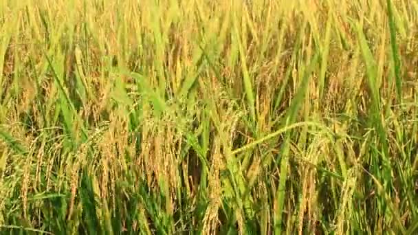 Golden rice field and sky — Stock Video