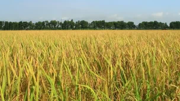 Campo de arroz dorado y cielo — Vídeo de stock