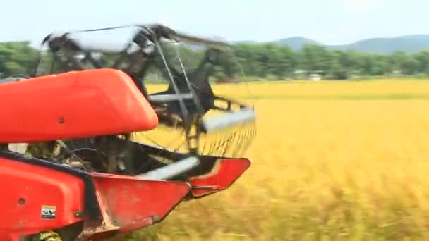 Boeren oogsten rijst in de velden door machine — Stockvideo