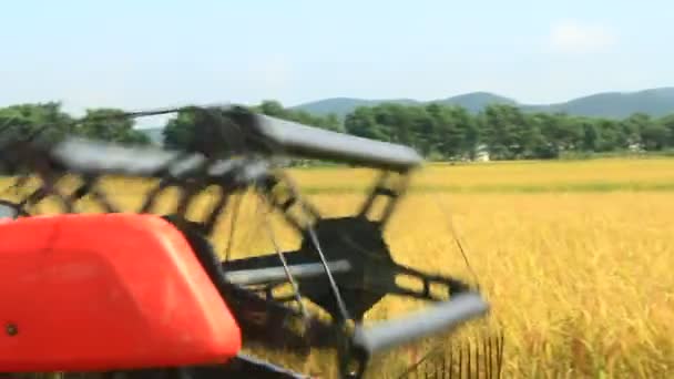 Boeren oogsten rijst in de velden door machine — Stockvideo
