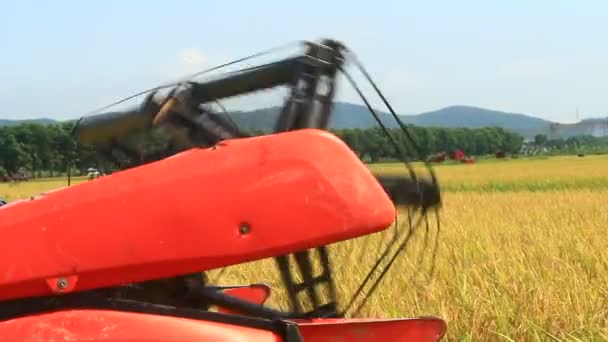 Agricultores cosechando arroz en los campos por máquina — Vídeo de stock