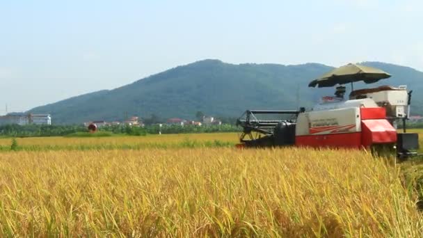 Agricultores cosechando arroz en los campos por máquina — Vídeo de stock