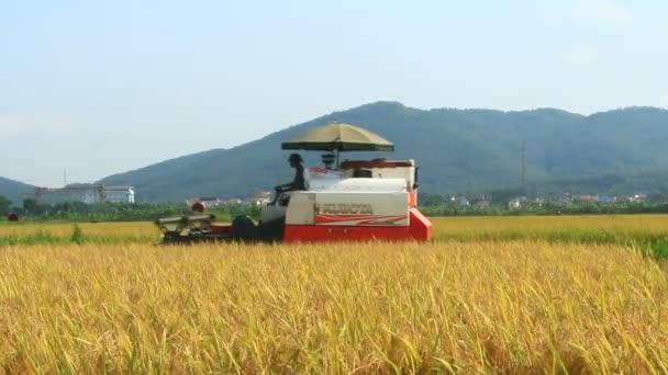 Agriculteurs récoltant du riz dans les champs à la machine — Video