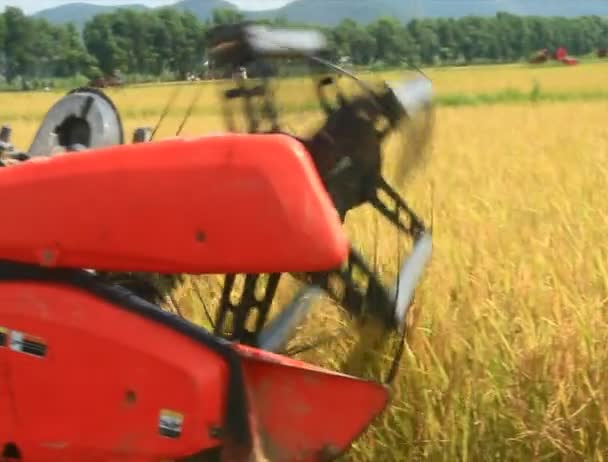 기계 분야에서 쌀을 수확 하는 농부 — 비디오