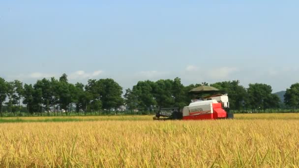 Agricultores cosechando arroz en los campos por máquina — Vídeos de Stock