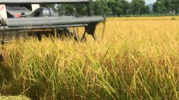 Фермеры собирают рис на полях на машинах — стоковое видео