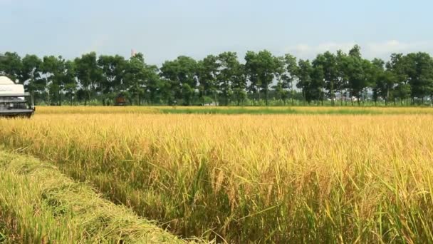 Rolnicy zbioru ryżu pola przez maszynę — Wideo stockowe