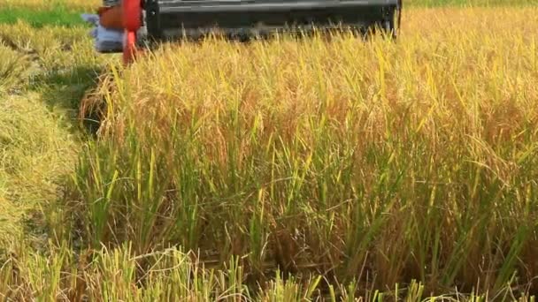 Farmers harvesting rice in the fields by machine — Stock Video