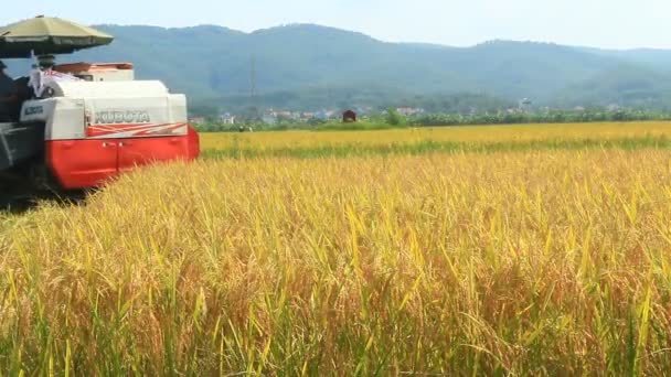 機械で田んぼで米を収穫する農家 — ストック動画