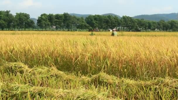 Agricoltori che raccolgono il riso nei campi a macchina — Video Stock