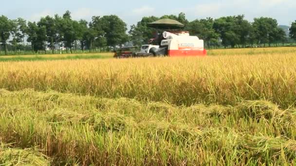 Agriculteurs récoltant du riz dans les champs à la machine — Video