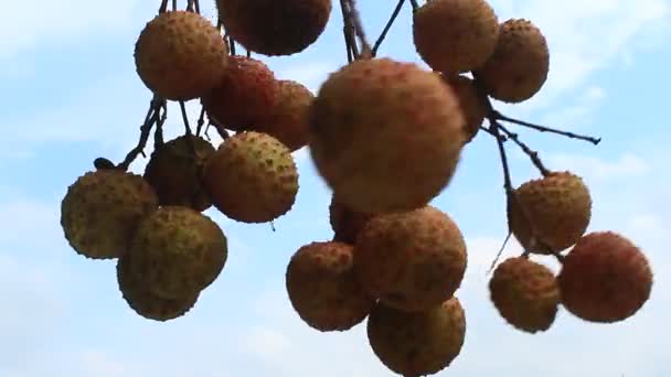 열매와 하늘 — 비디오