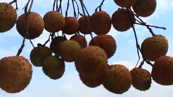 Litchi dan langit — Stok Video