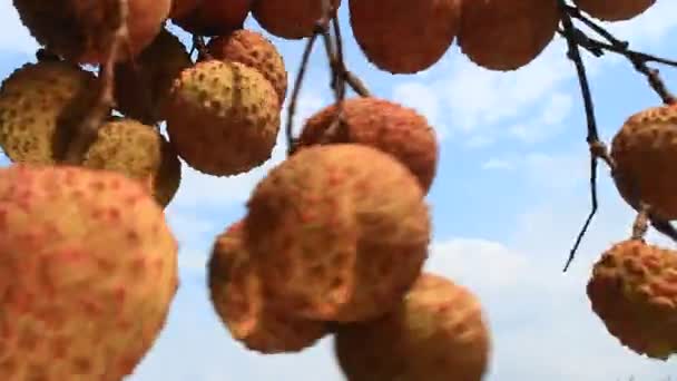 Litchi e cielo — Video Stock