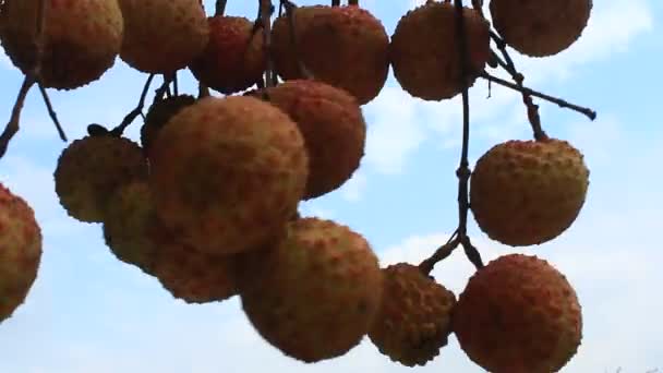 Litchi e céu — Vídeo de Stock