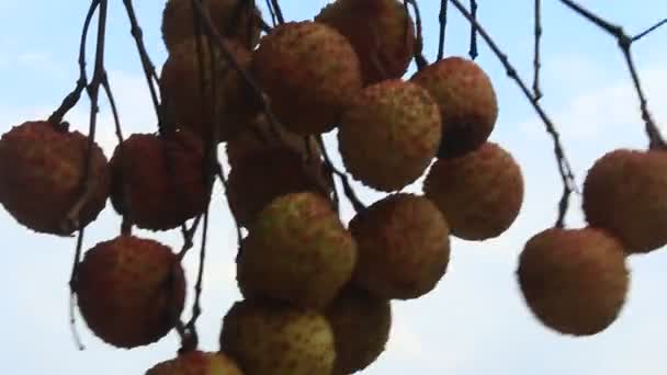 Litchi e céu — Vídeo de Stock