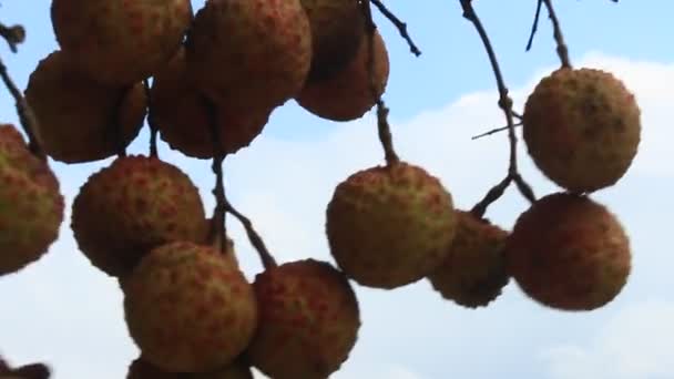 Litchi y cielo — Vídeo de stock