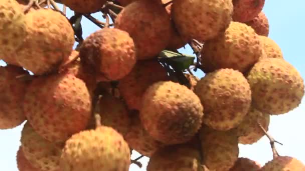 Litchi. — Vídeos de Stock