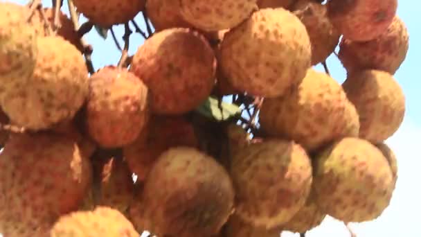 Litchi ! — Video