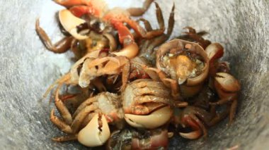 shrim ve yengeç harç ve havaneli gıda işleme
