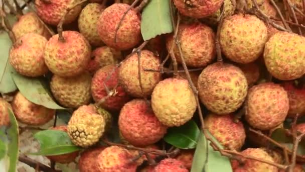 Litchi ! — Video