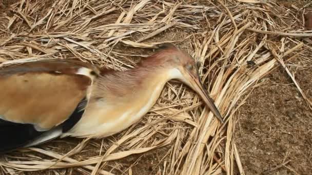 Cigüeñas mueren en tierra — Vídeos de Stock