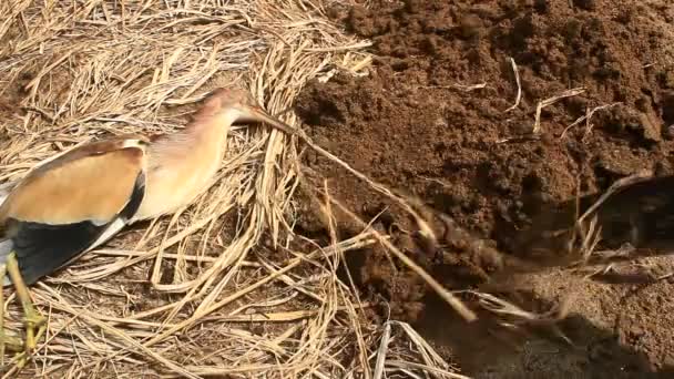 Cegonhas morrem em terra — Vídeo de Stock