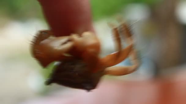 Krabbe zur Hand — Stockvideo