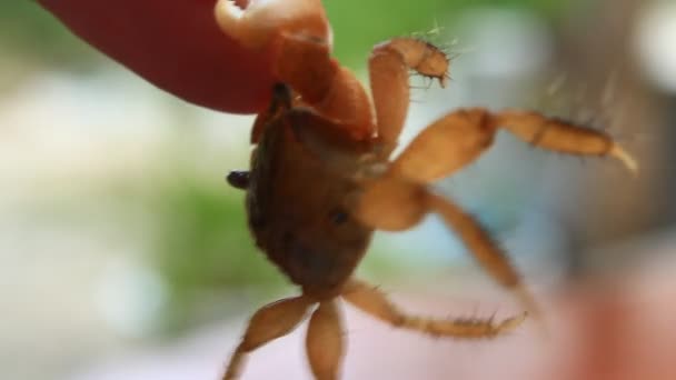 Crab on hand — Stock Video