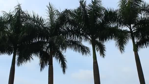 Palmy i niebo — Wideo stockowe