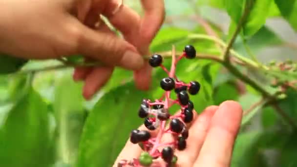 Buah ginseng — Stok Video