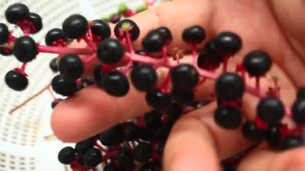 Ginseng fruta — Vídeo de Stock