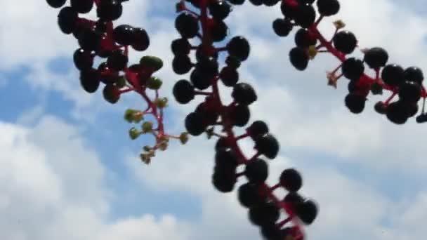 Fruta del ginseng — Vídeo de stock