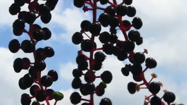 Fruta del ginseng — Vídeos de Stock