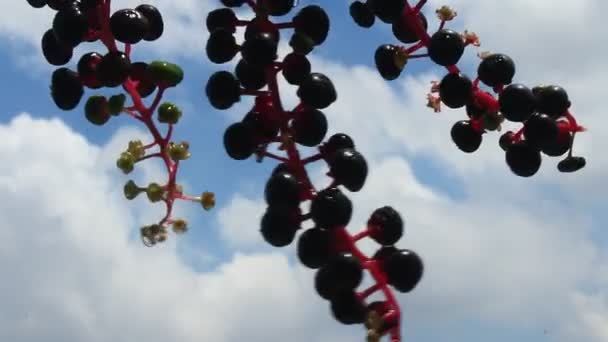 Ginseng fruit — Stock Video