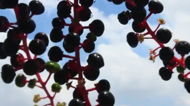 Женьшень фрукти — стокове відео