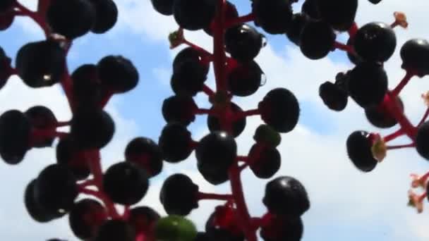 Ginseng vruchten — Stockvideo